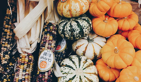 pumpkins and corn harvest